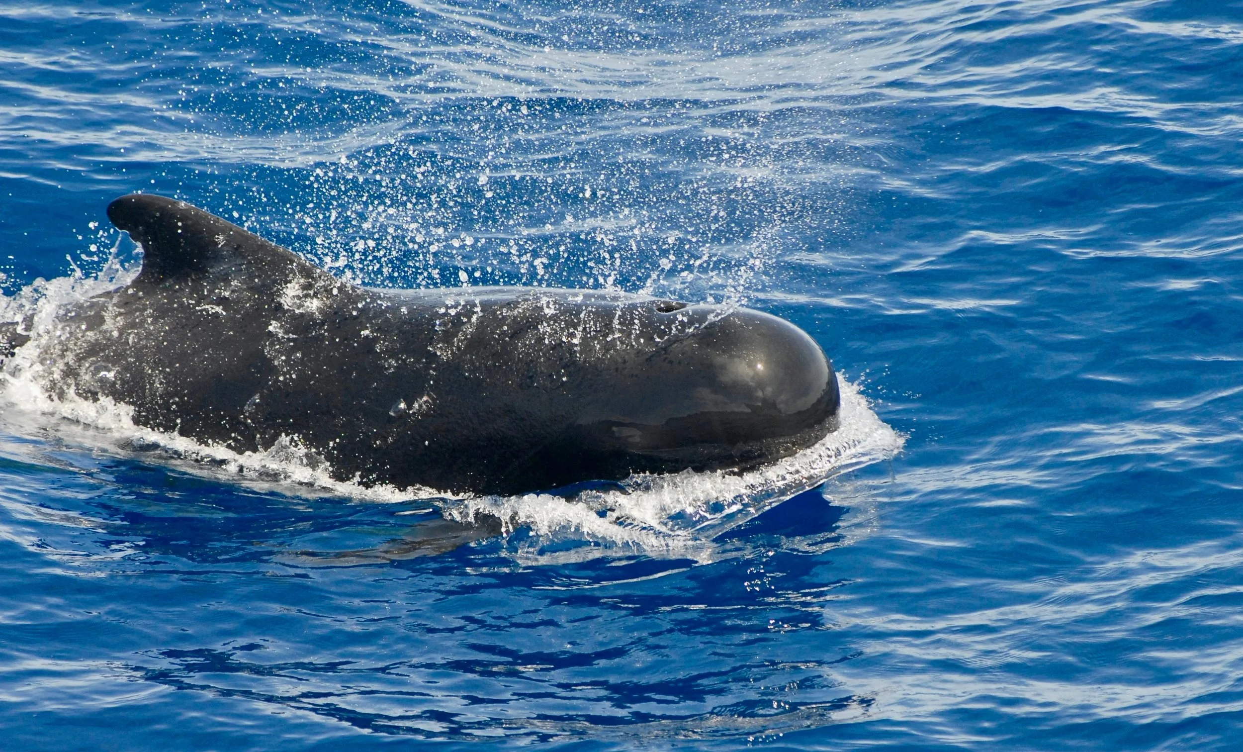 Observação Golfinhos em Sesimbra