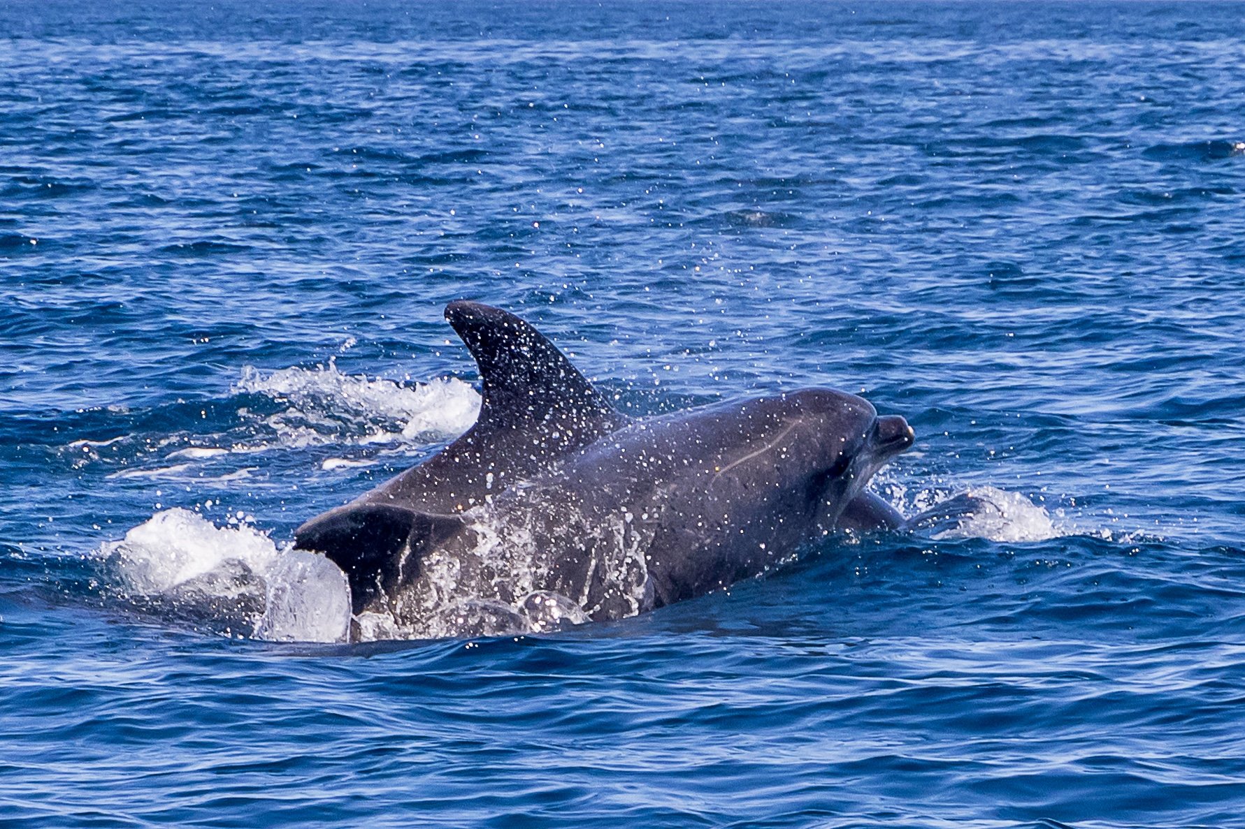 Observação Golfinhos em Sesimbra