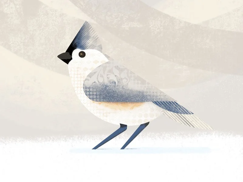 Tufted_Titmouse_.jpg