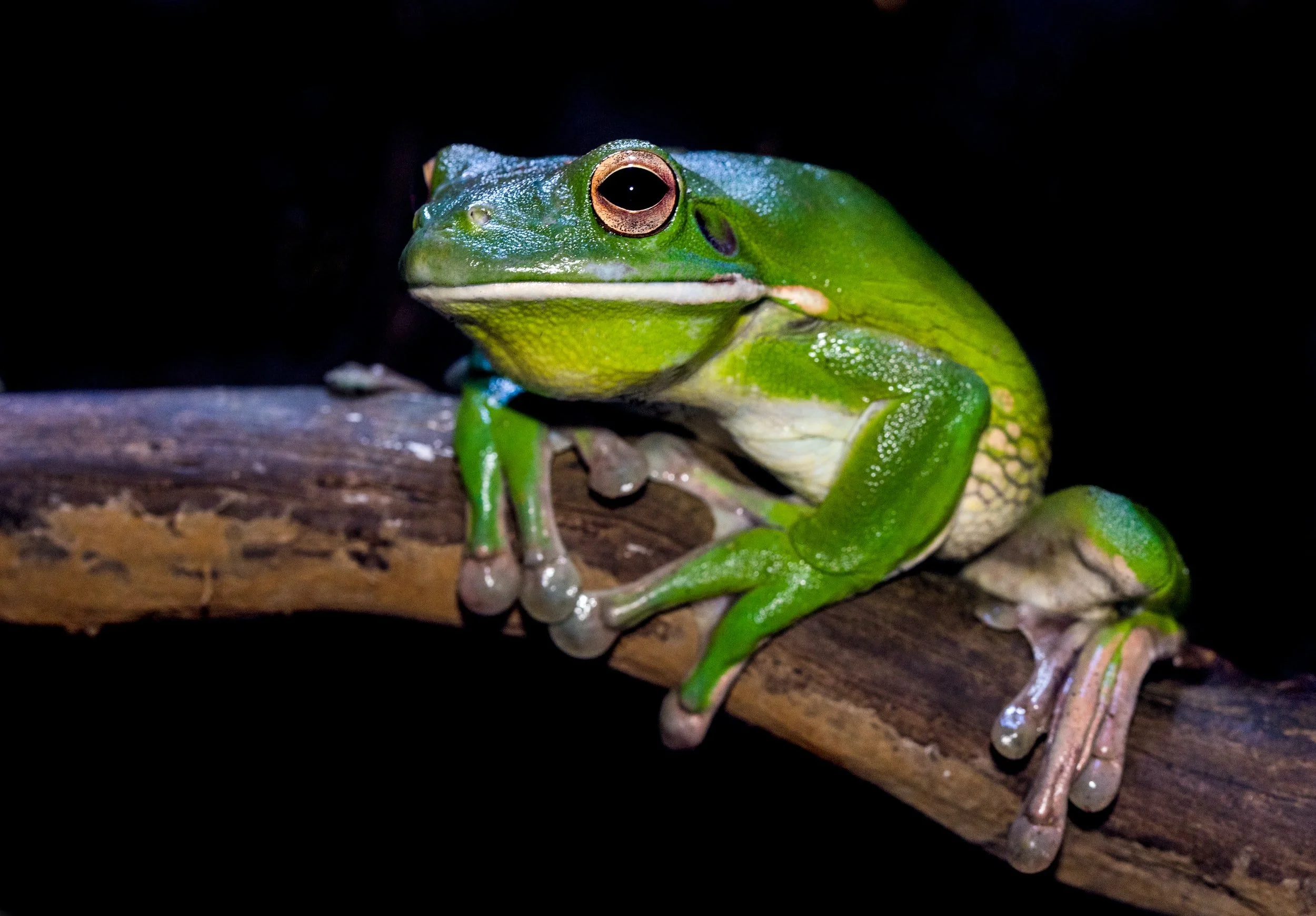 Kambo - More than a Frog Detox