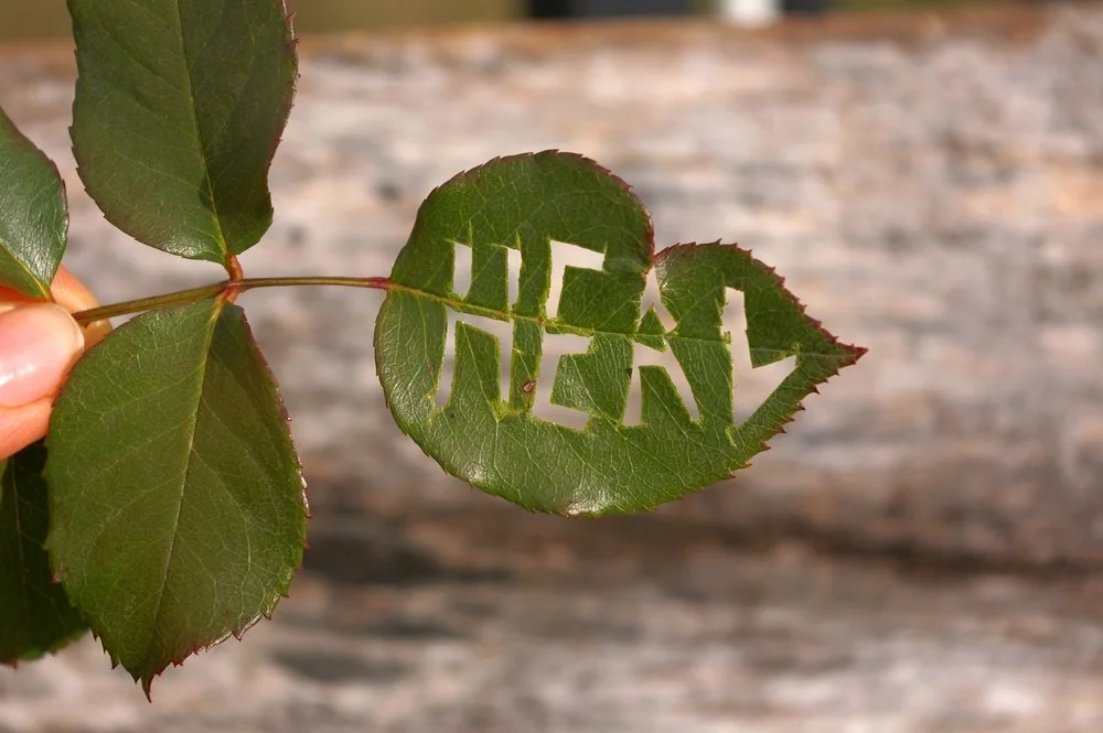 Kambo and Healing the Wounded Healer Archetype: Embracing Transformation and Self-Healing