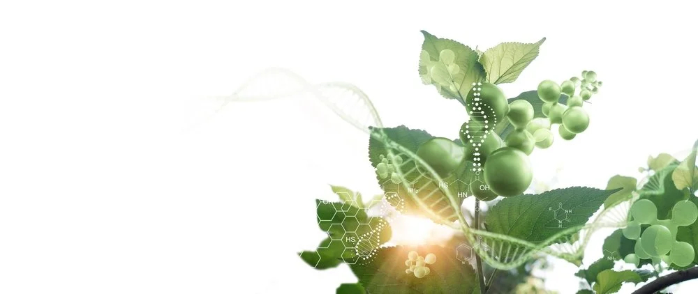 Bioactive Peptides and Neuropeptides: Kambo’s Dual Healing Harmony
