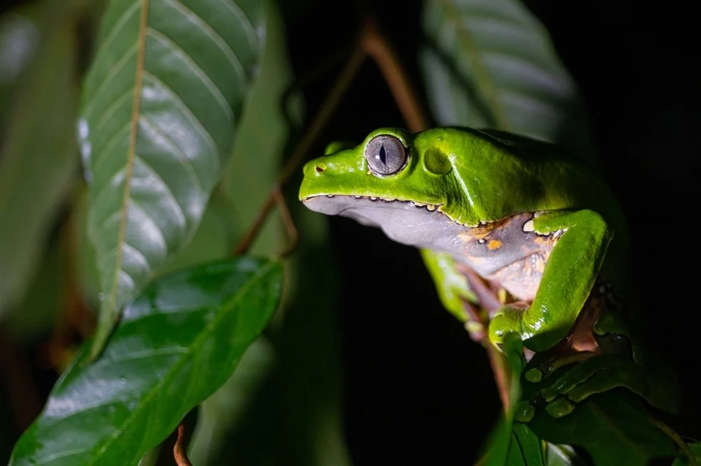 Kambo: An Overview of the Frog Species Used in the Medicine