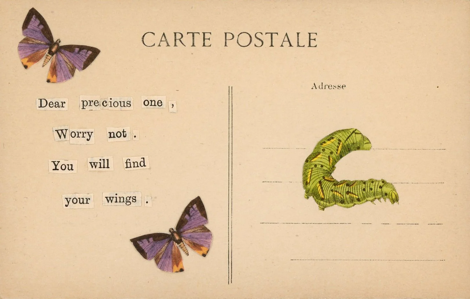 BUTTERFLIES-CATPLR-cleaned up.jpg
