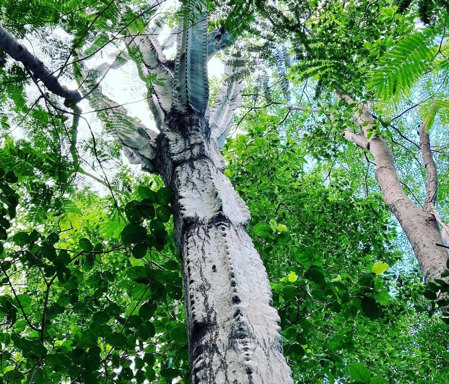 Courtesy of Camila Pizano