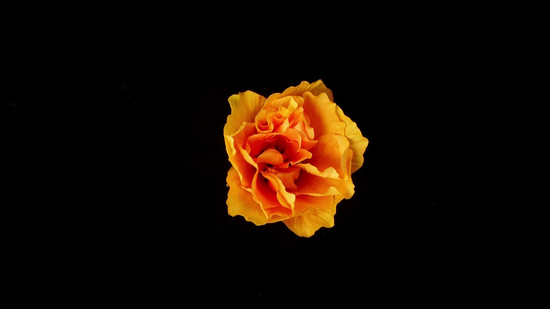 091506429-flower-blooming-black-backgrou_H264HD1080_Moment.jpg