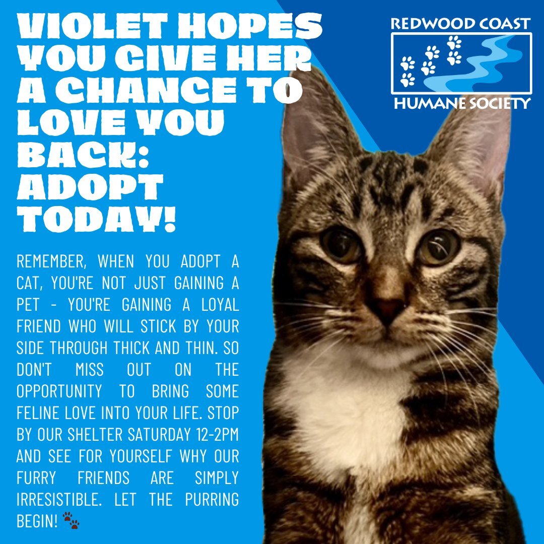 Remember, when you adopt a cat, you're not just gaining a pet - you're gaining a loyal friend who will stick by your side through thick and thin. So don't miss out on the opportunity to bring some feline love into your life. Stop by our shelter Satur