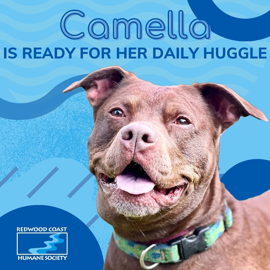 Camella is a happy and exuberant Chocolate Lab/Staffordshire mix. Her shiny eyes and big smile let you know how excited she is to meet new people. Her vet described Camella as a &ldquo;perfect specimen&rdquo; with &ldquo;well defined muscles and a ri