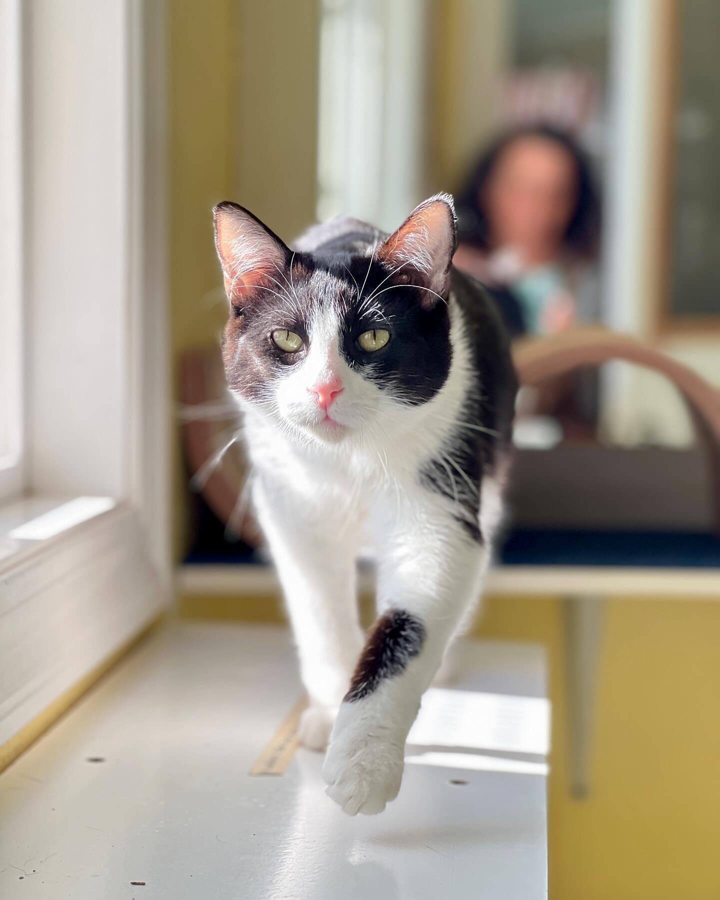 Chase struts hit stuff imprinting paw prints from the catwalk straight to your heart! Swing by the Redwood Coast Humane Society today, Saturday 12-2pm, to meet Chase and, who knows, maybe you&rsquo;re his purrfect forever peep! 💞🐾