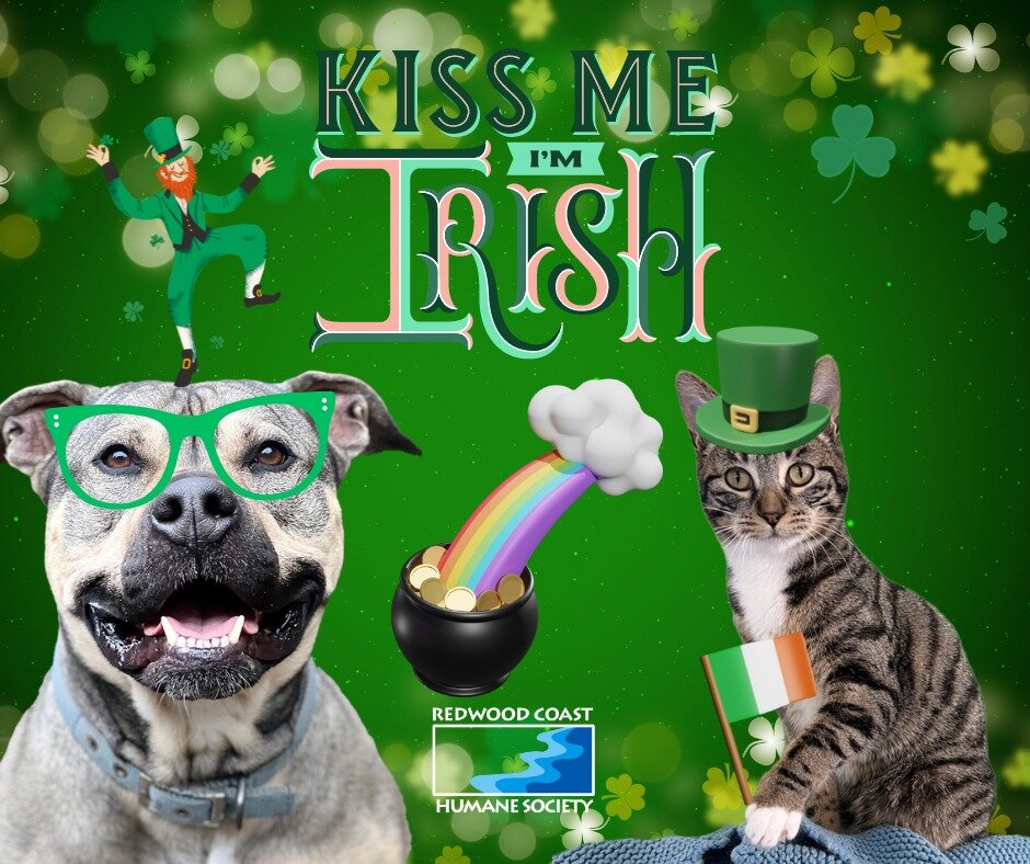 Kemo and Violet are feeling those St. Patrick&rsquo;s Day vibes and feelin&rsquo; extra lucky! Violet's got a whisker-twitching sense that you're all set to party on St. Patrick&rsquo;s Day, while Kemo's dubbing today St. Pitties Day... Erin go Bark 