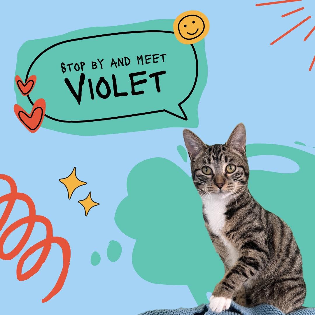 Presenting the pint-sized powerhouse, Violet! This little bundle of joy is all set for some epic kitten shenanigans. With her cuteness cranked up to eleven, she's a heart-melting wizard! Swing by the Redwood Coast Humane Society this Saturday from 12