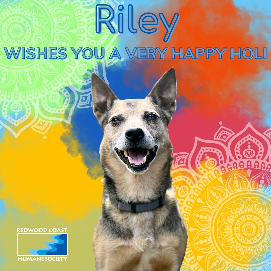 Riley believes that Holi, the lively color festival, is all about sharing joy and a pinch of kindness towards a furry pal. Okay, he may have added the furry part, but embracing some goodness and thinking about helping out a four-legged friend is just