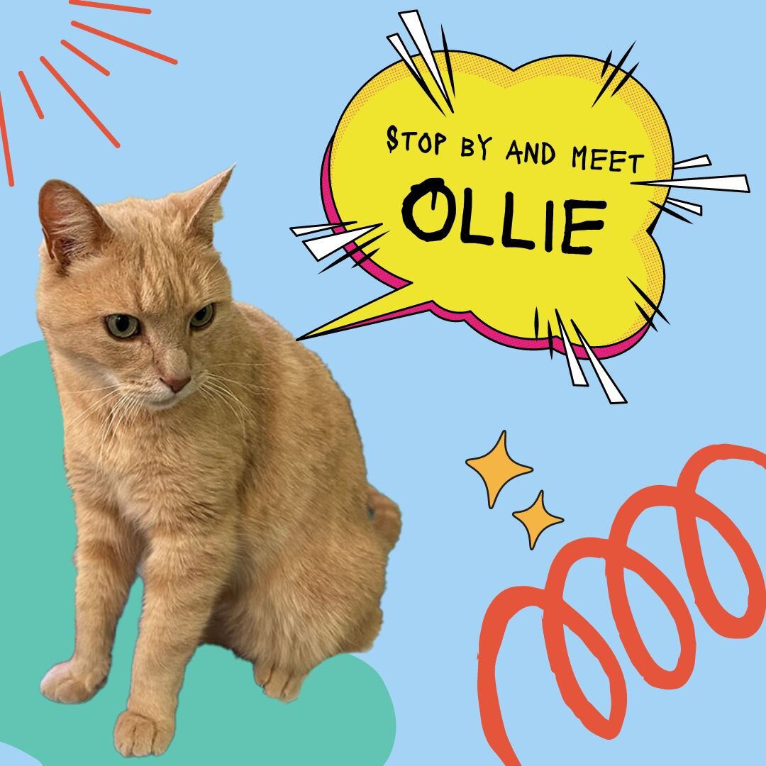 Ollie's tale has been a rollercoaster ride, but we've showered him with all the love he deserves. The shelter life just doesn't cut it for such a cool tomcat. Ollie, with his unique quirks, is on the lookout for that special someone who speaks fluent