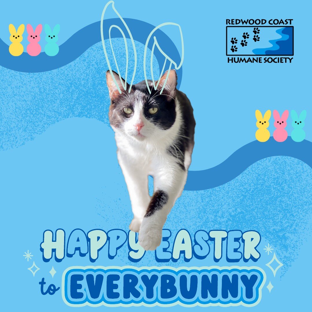 A very happy Easter from the Redwood Coast Humane Society to you and your peeps!
