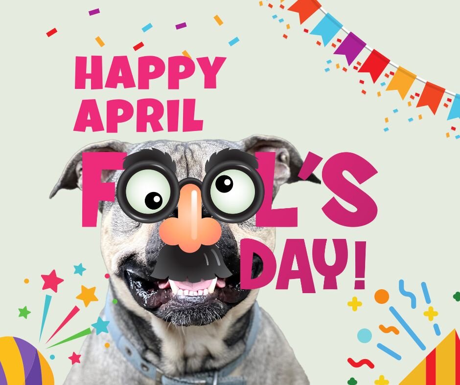 April Fools' Day is no joke at Redwood Coast Humane Society! With the community&rsquo;s support, we can continue our life-saving programs for shelter pets needing a stable and secure home and to provide other welfare essentials for felines and canine