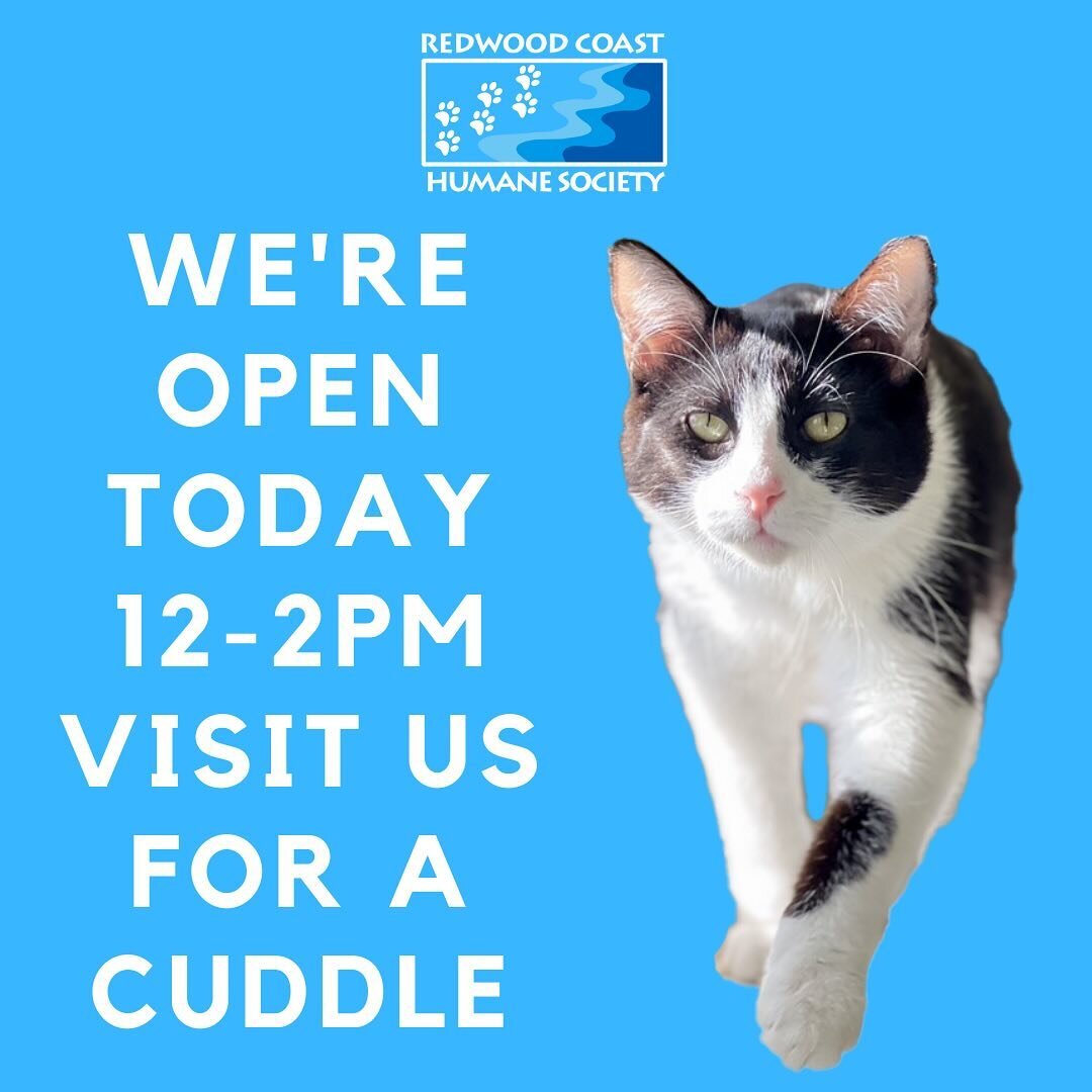 FREE snuggles! Swing by today from noon to 2pm!