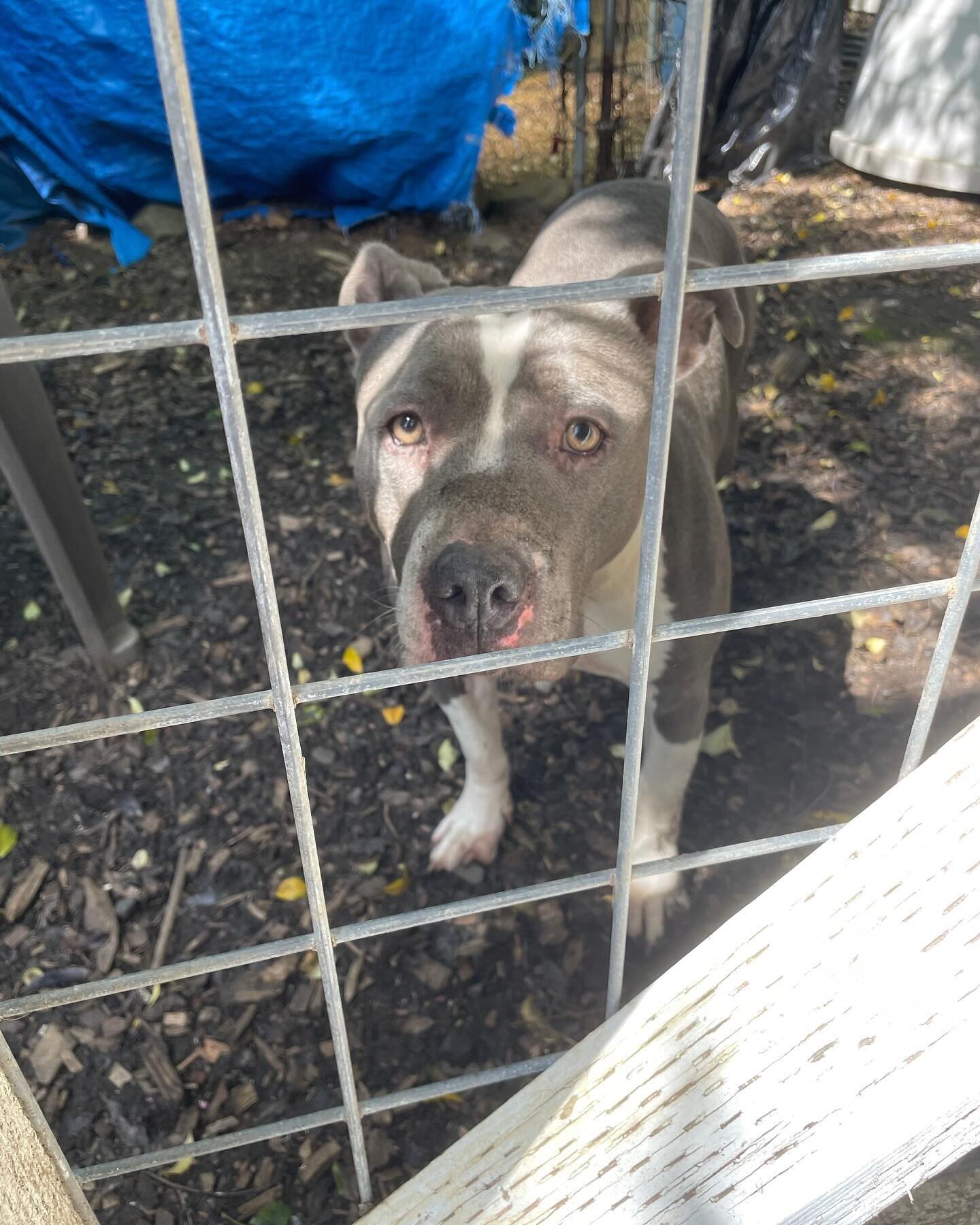 𝗨𝗥𝗚𝗘𝗡𝗧 𝗙𝗢𝗦𝗧𝗘𝗥 𝗦𝗜𝗧𝗨𝗔𝗧𝗜𝗢𝗡: Charlie is a male, very friendly, pittie mix but we don&rsquo;t know much about his background. It&rsquo;s heartbreaking to see a sweet dog like Charlie in need, but thanks to a good samaritan, he&rsquo;s
