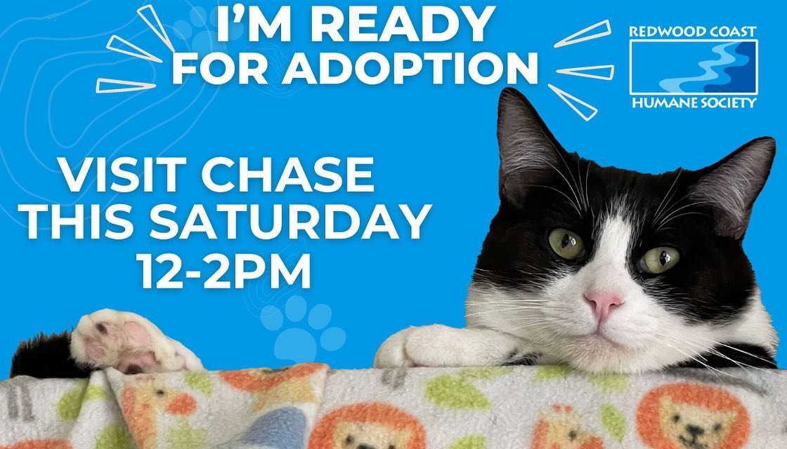 Meet Chase, 9 month old tuxedo kitty. He can be a tad bashful but beneath that shyness lies a bundle of love and charm! The moment he met our volunteers he melted right into their arms. Chase LOVES attention and looking for his favorite besties to wa