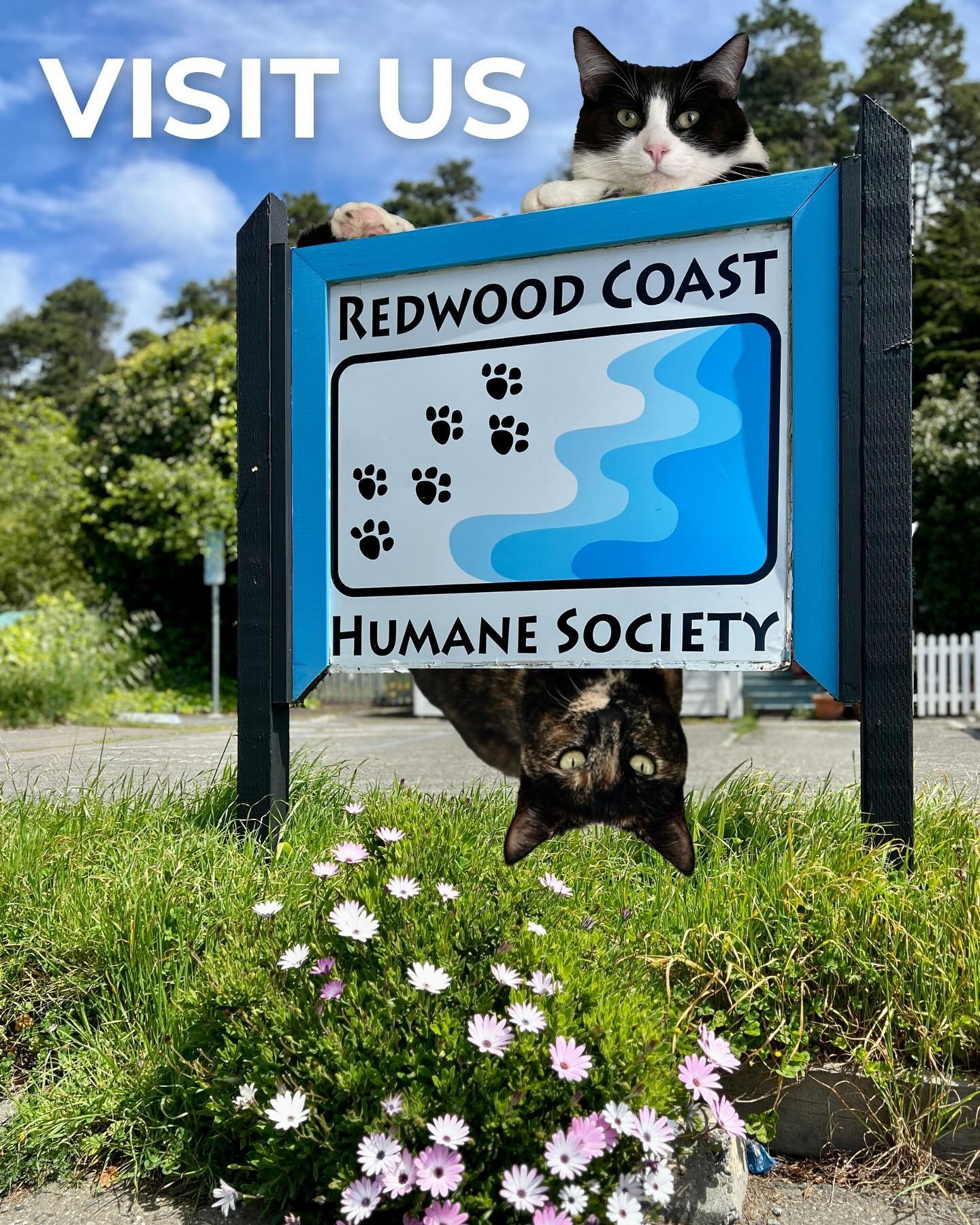 Are you looking for the purrrfect package? 🐱 Impossibly sweet meowsquad fluffballs, Chase and Tortie Swift are at your service. They are the perfect addition to any family! You can visit them this Saturday, 12-2pm at the Redwood Coast Humane Society