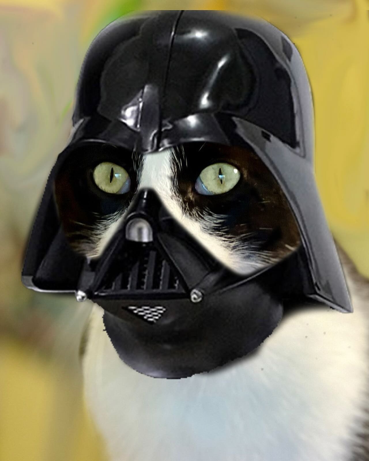 The feline FORCE is strong with Princess Tortie and Darth Chase, still on the hunt for their purrfect home. May the 4th wasn&rsquo;t with them on their adoption journey this week. Perhaps it&rsquo;s time to join the BARK side.