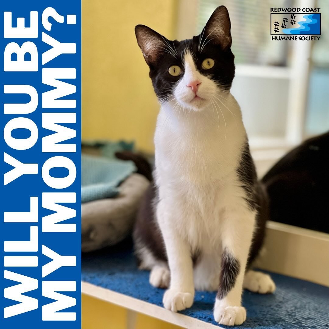 Mother&rsquo;s Day is just around the corner, and Chase already comes dressed in his best tuxedo. This fluffy black &amp; white kitty is putting all his hopes in finding his paw-fect forever mommy (or daddy) this Saturday, 12-2pm!

Please give Chase 