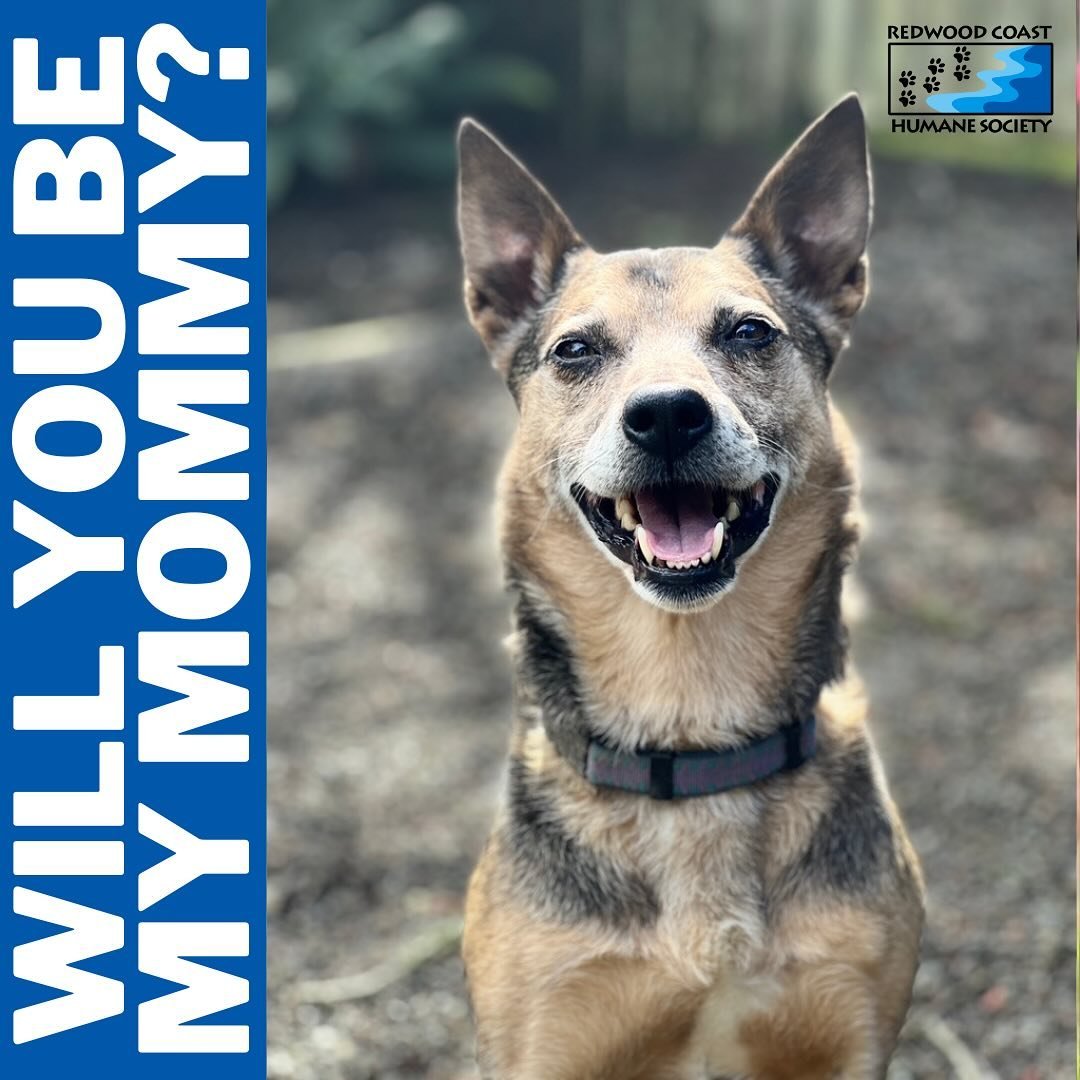 Riley, our pint-sized shepherd mix and lovable meatball, is living his best life after a local community member found him on Tan Bark Road. Watching this little guy transform from a skinny mini to turbocharged furball and his joyfully zoomies are so 