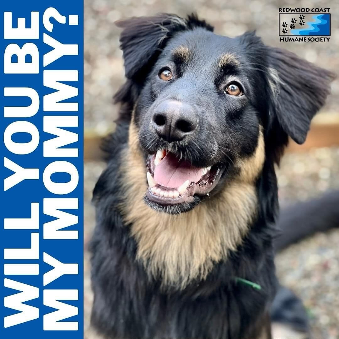 Are you ready to emBARK on a tail-wagging adventure bursting with love giggles and a furry best friend? Say hello to Bear the spirited Australian Shepherd/Border Collie mix who is ready to win you over. If you&rsquo;re in need of some PAWSitively del