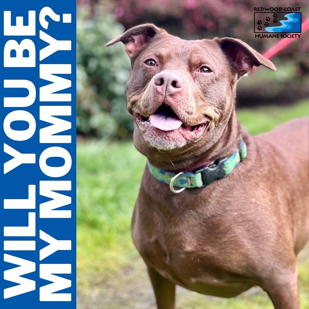 Camella is a hunk of burnin&rsquo; love with a great big bully smile. This gorgeous Chocolate Lab/Staffordshire mix is looking for her special mommy (&amp;/or daddy) to live out the rest of her days full of love &amp; happiness 🫶🏼 Will you be the o