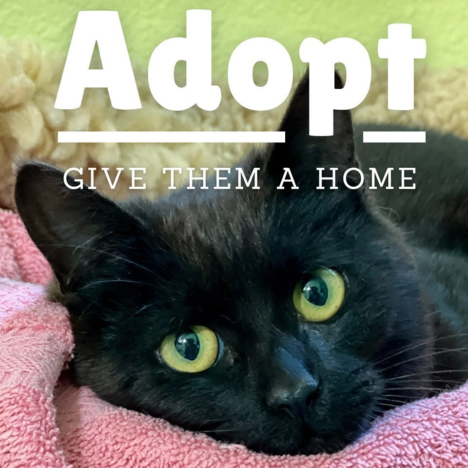 Neptune, Jupiter, Saturn and Venus are a litter of four charming, 6-month-old black kittens overflowing with personality and affection. These adorable felines are on the lookout for their forever families eager to share their playful antics and heart