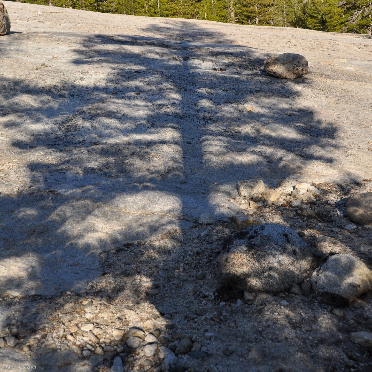 Eclipse crescents cast on Lembert Dome apron in shadow of pine tree during annular eclipse of 20 May 2012