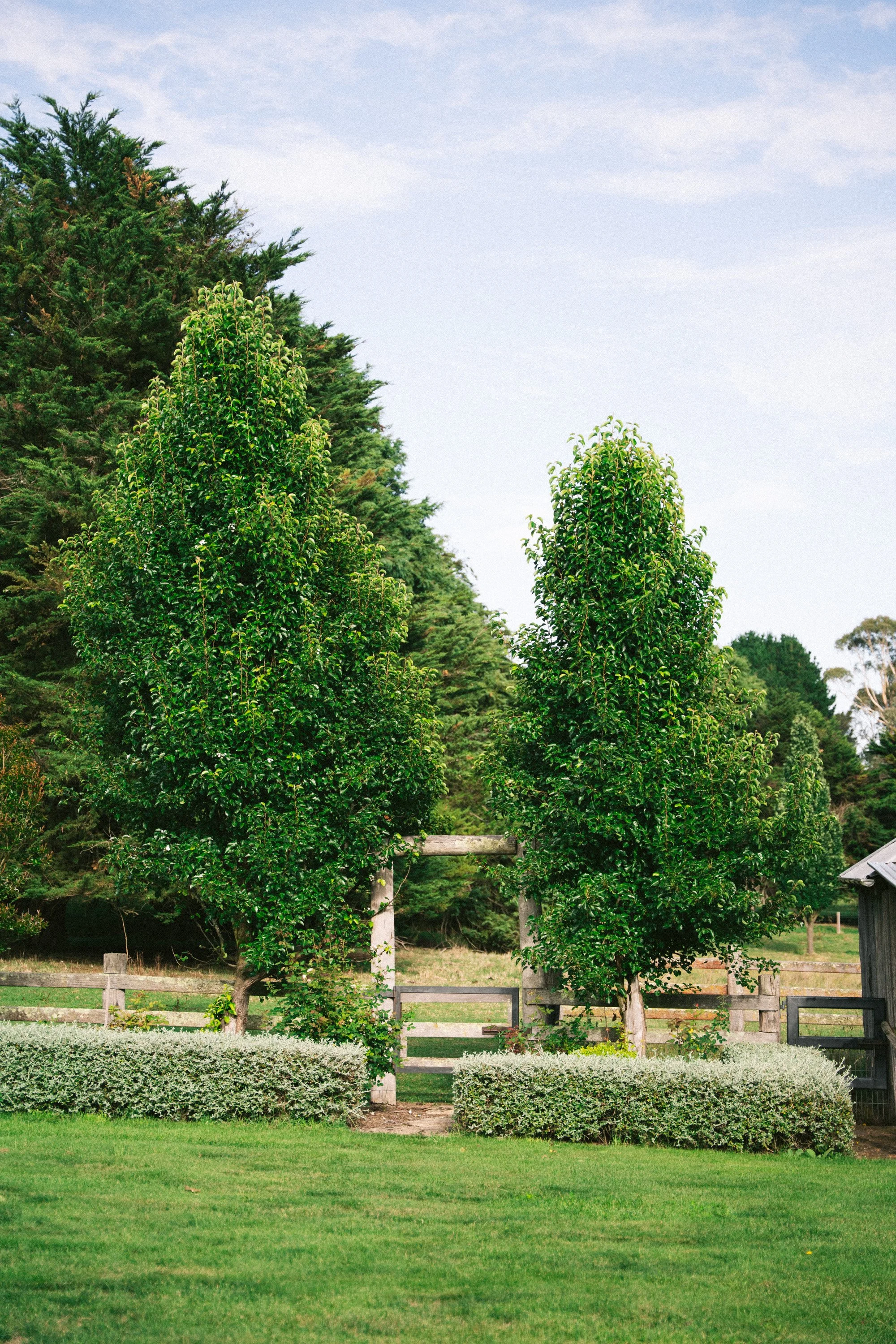 Lush countryside trees and grounds at a luxury farm stay in NSW — Waldara Estate, Edith NSW, near Sydney and the Blue Mountains