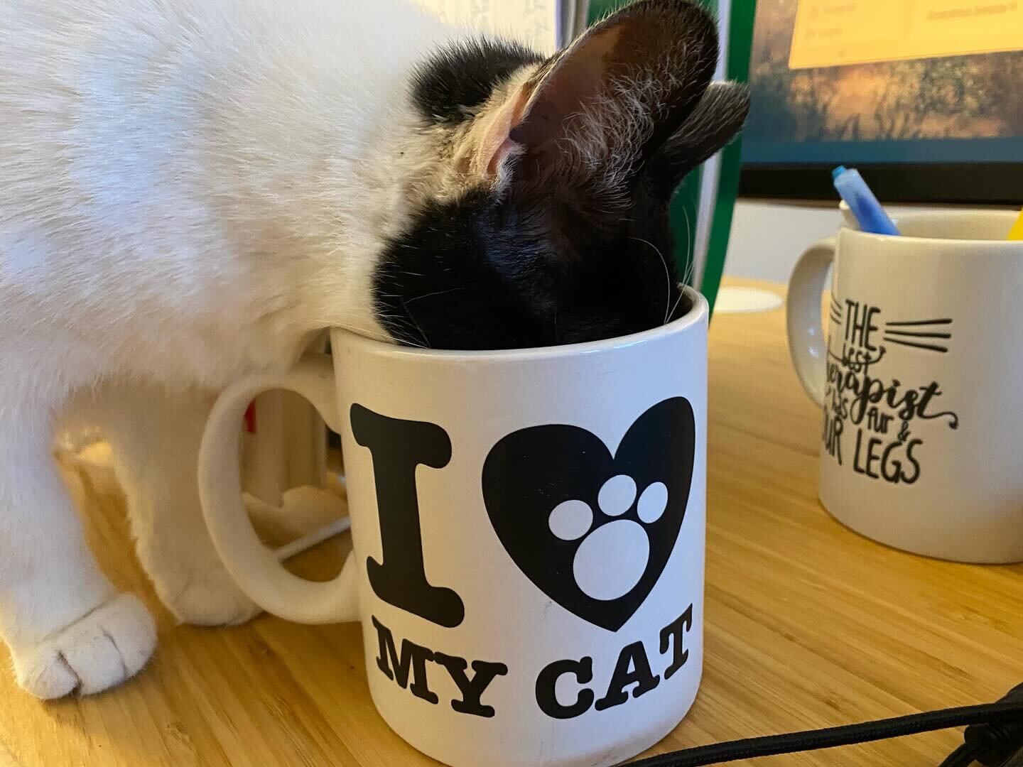 My co-worker decided it was time to take our work relationship to the next level and share the same mug. 
.
.
.
#catlover #catlife #animaltherapy #calm #clarity #calmandclear #selfcare
#yogalife #yogaforlife #yogacalm #yogaclear #mentalhealth #myment