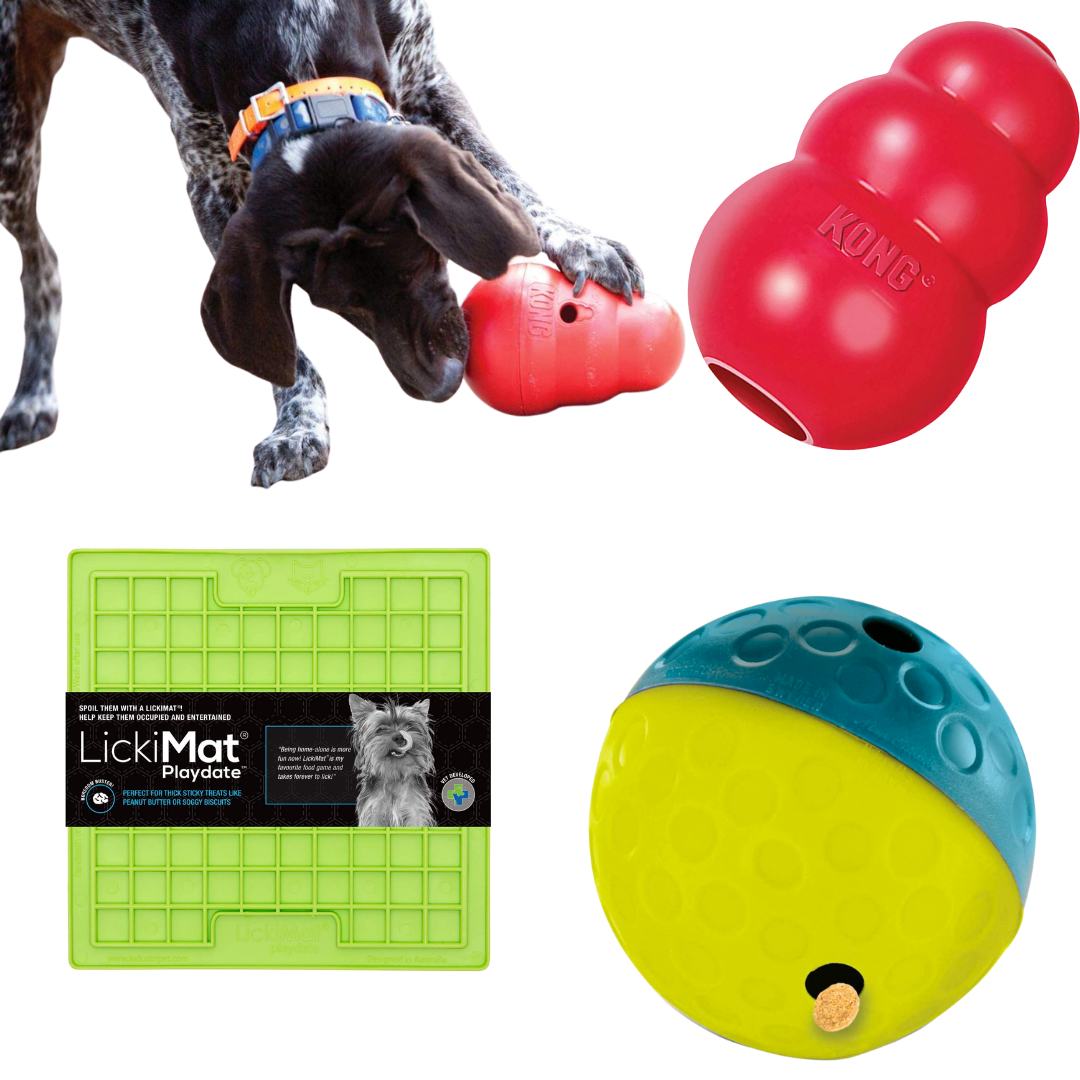 What To Do If Your Dog Has Separation Anxiety That Quiet Blog