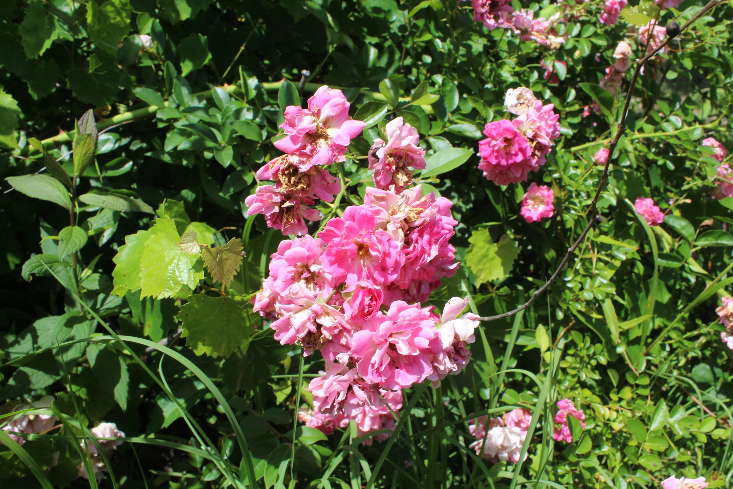 pink_flowers.JPG