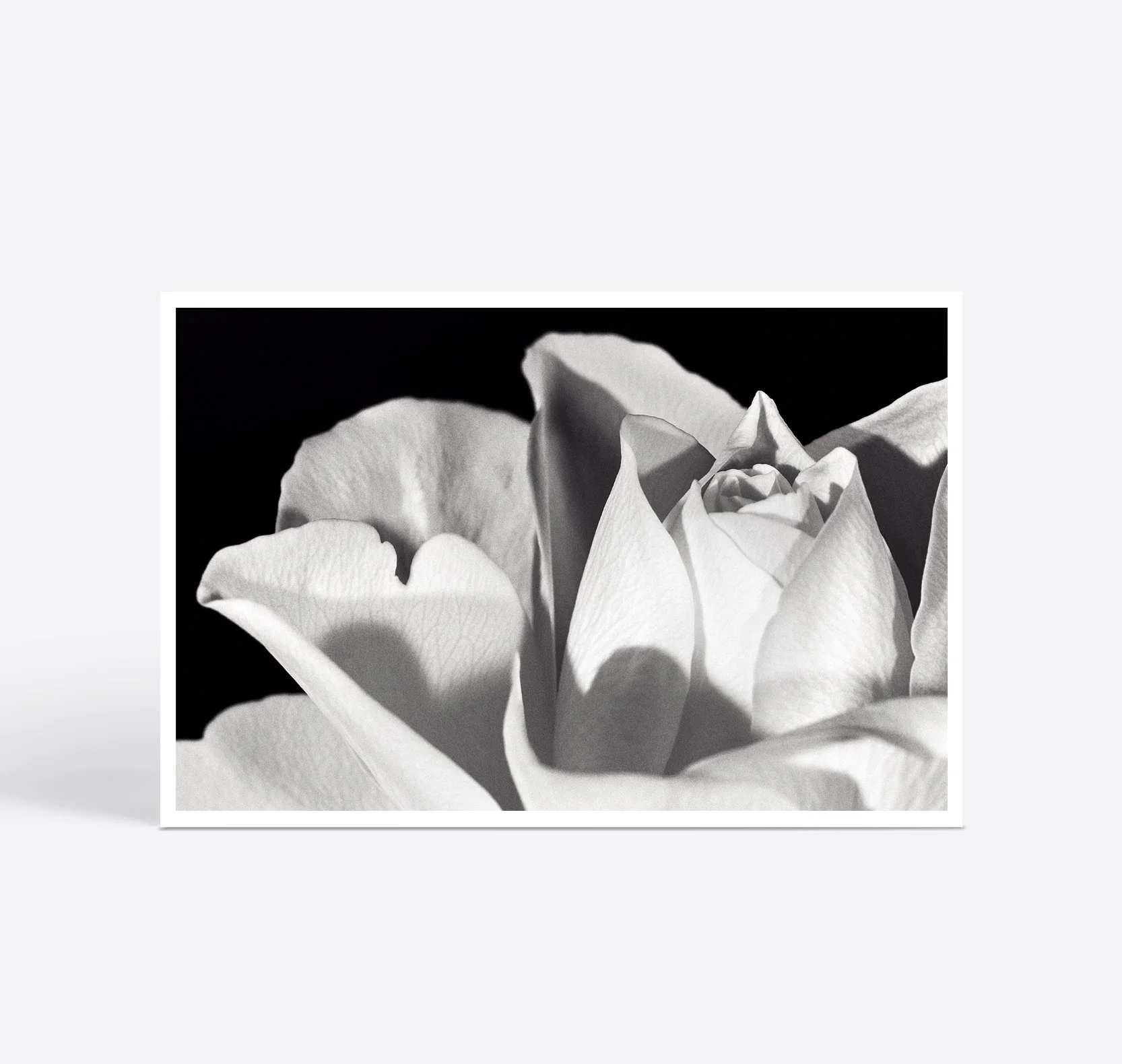 Print Only 1.jpg