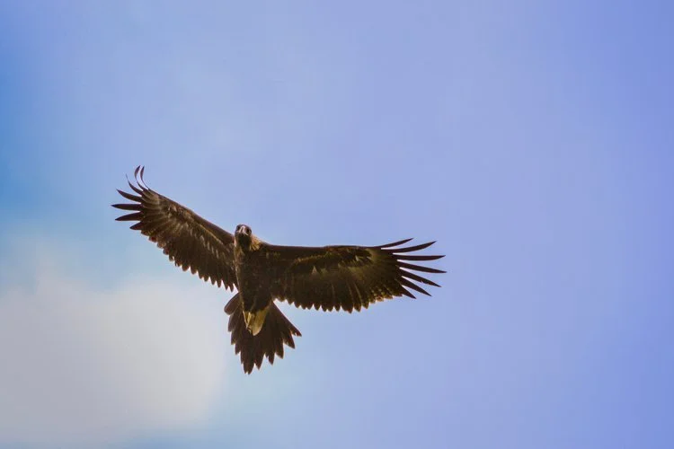 Eagle Dreaming Yoga