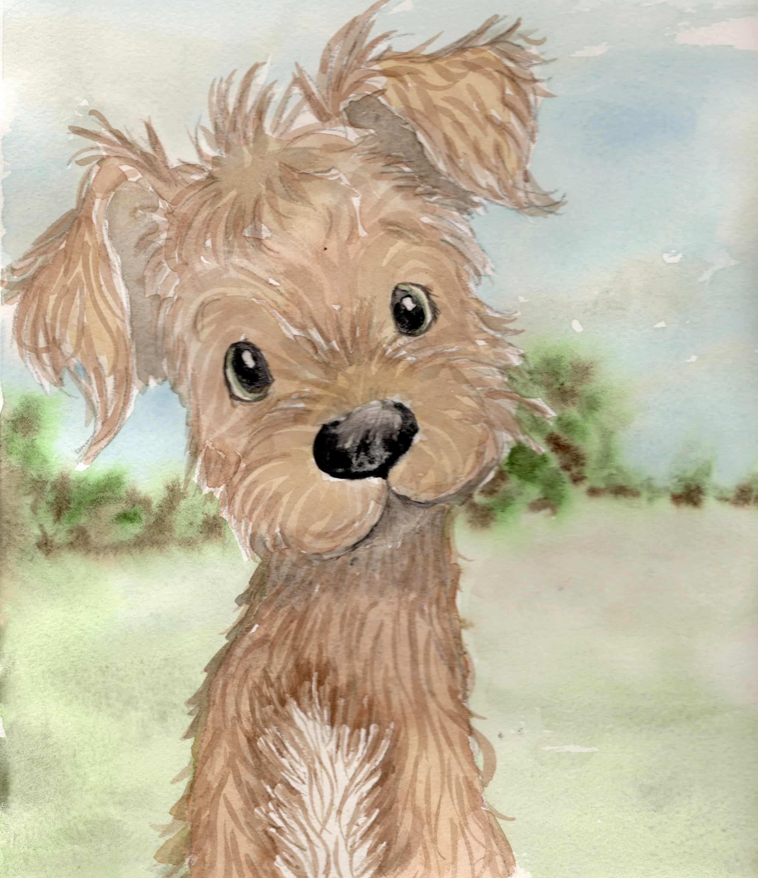puppy in a field.jpg