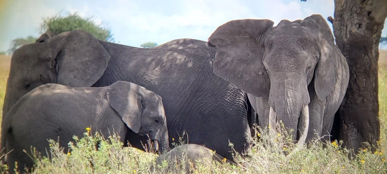 FmmxXgP-0%21largestimage%3FMaxSize%3DImageSize4K – stort.jpeg