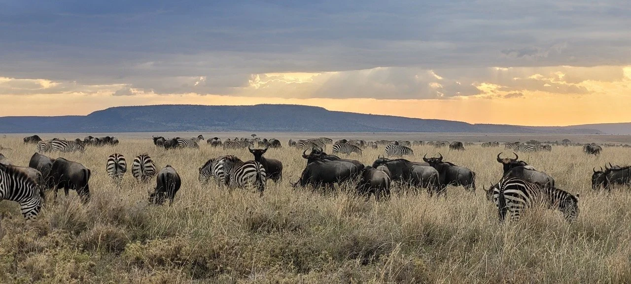 LQsg6Lv-0%21largestimage%3FMaxSize%3DImageSize4K – stort.jpeg