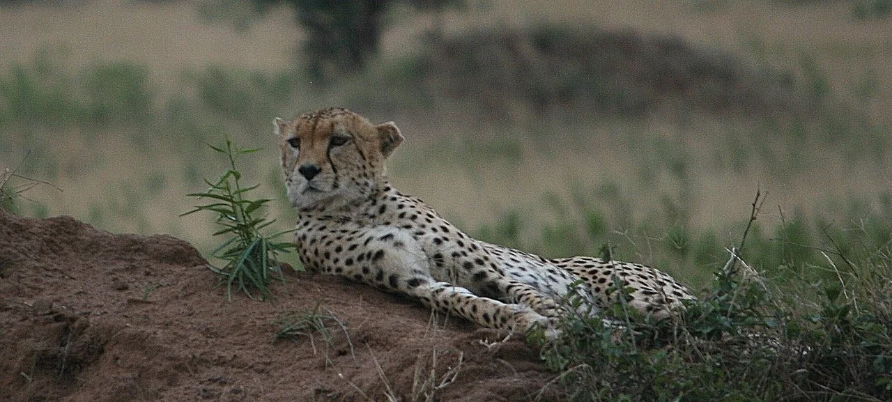 mvKBgWJ-0%21largestimage%3FMaxSize%3DImageSize4K – stort.jpeg