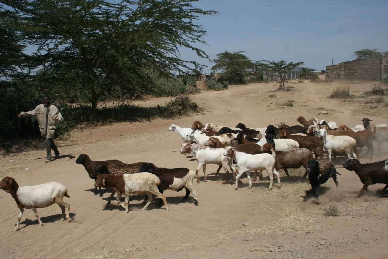 st8Mq9r-0%21largestimage%3FMaxSize%3DImageSize4K – stort.jpeg