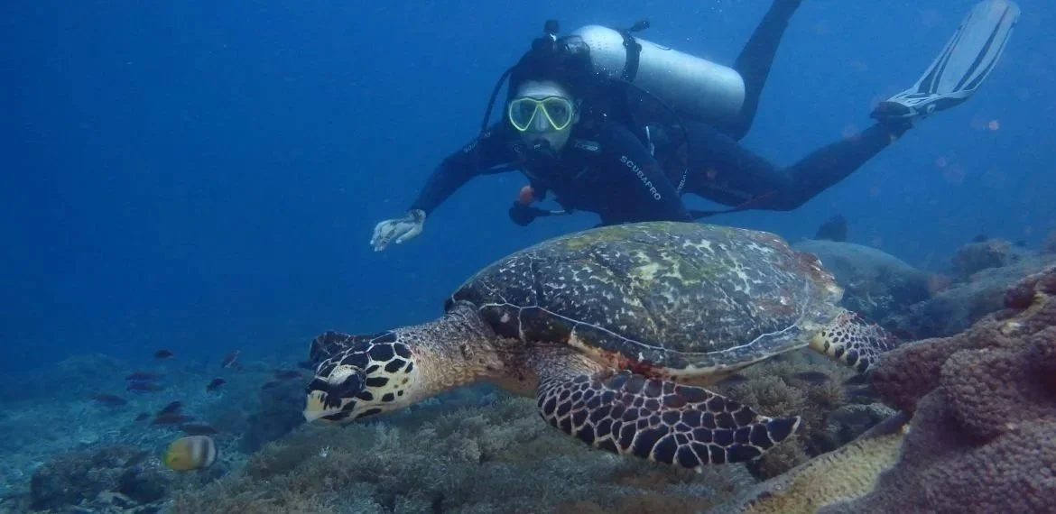 Jente som dykker ved siden av en stor skilpadde på linjetur.