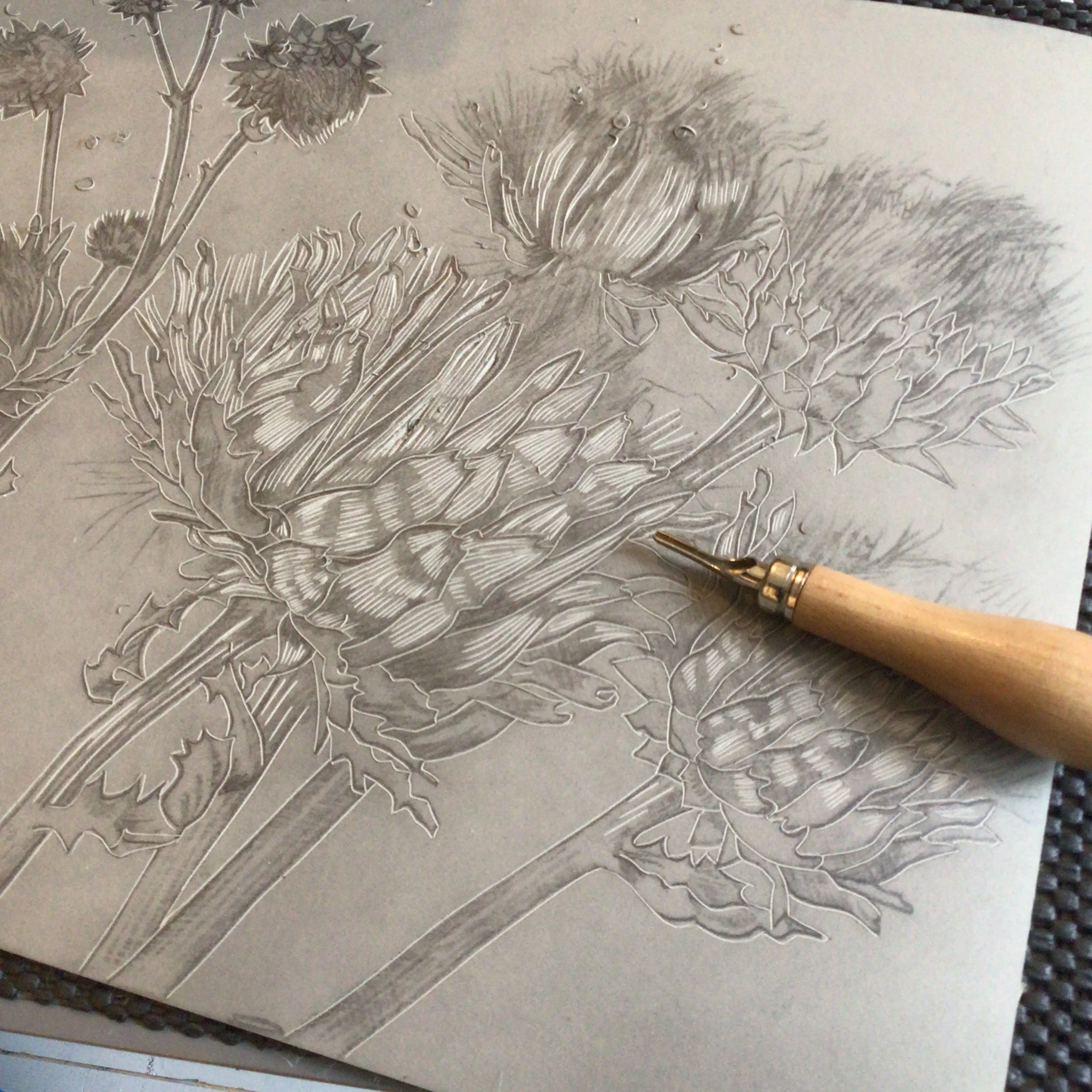 Helen Darlington Linocutting Cardoon seedheads.JPG