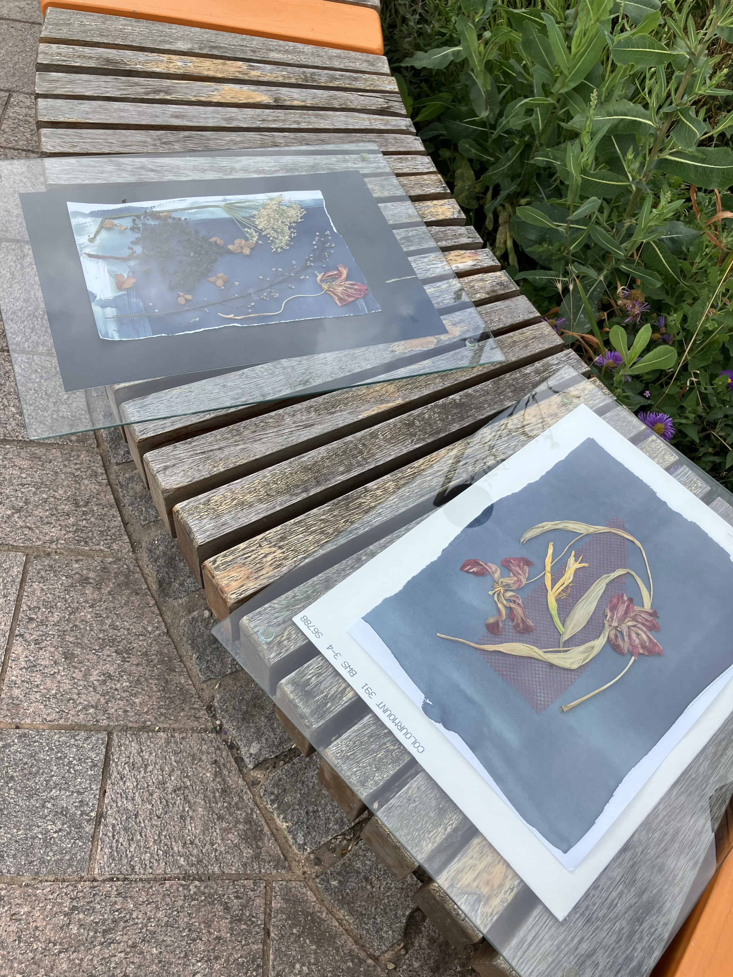 Cyanotype developing.JPG