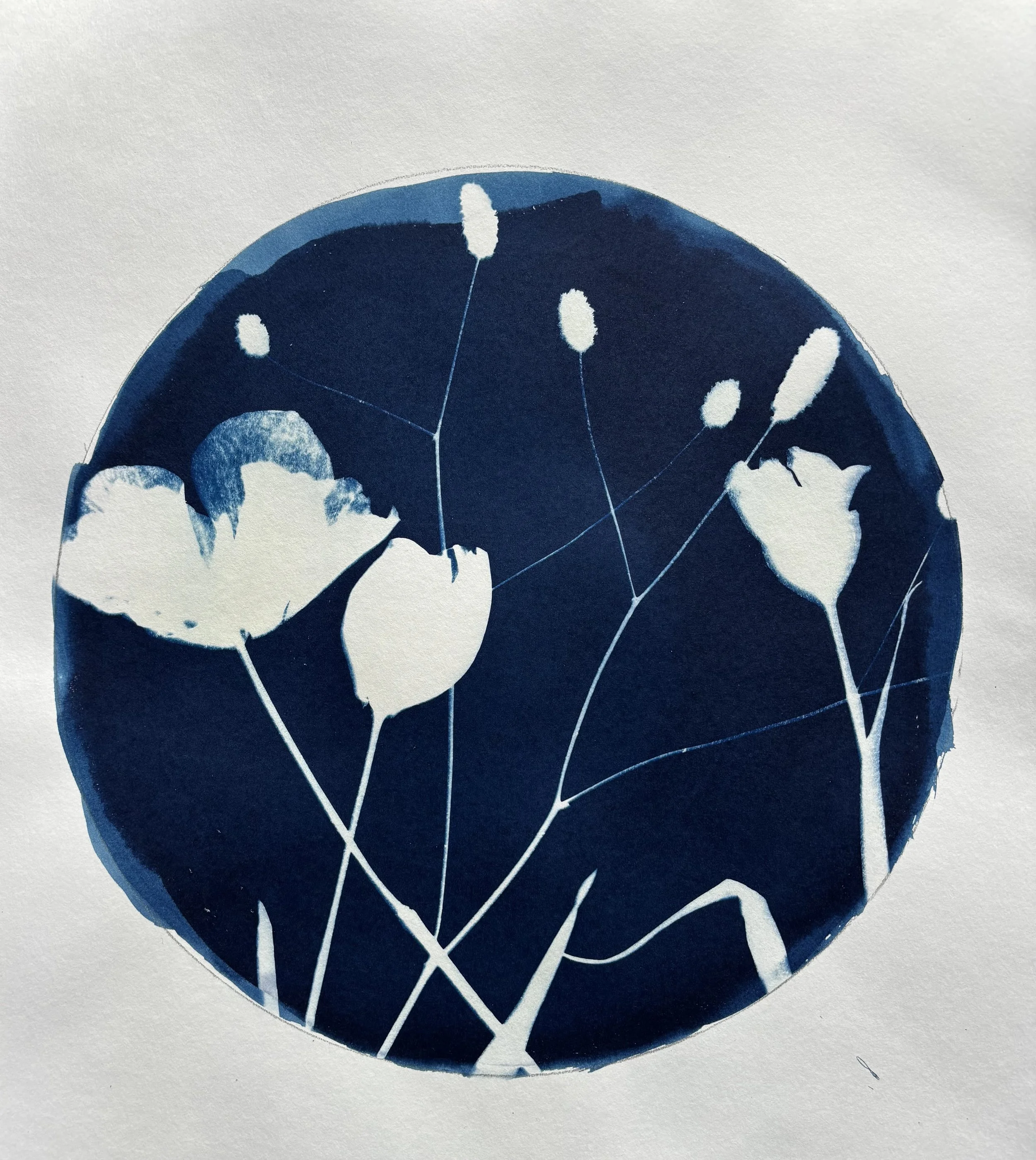 Summer Cyanotype from Nature