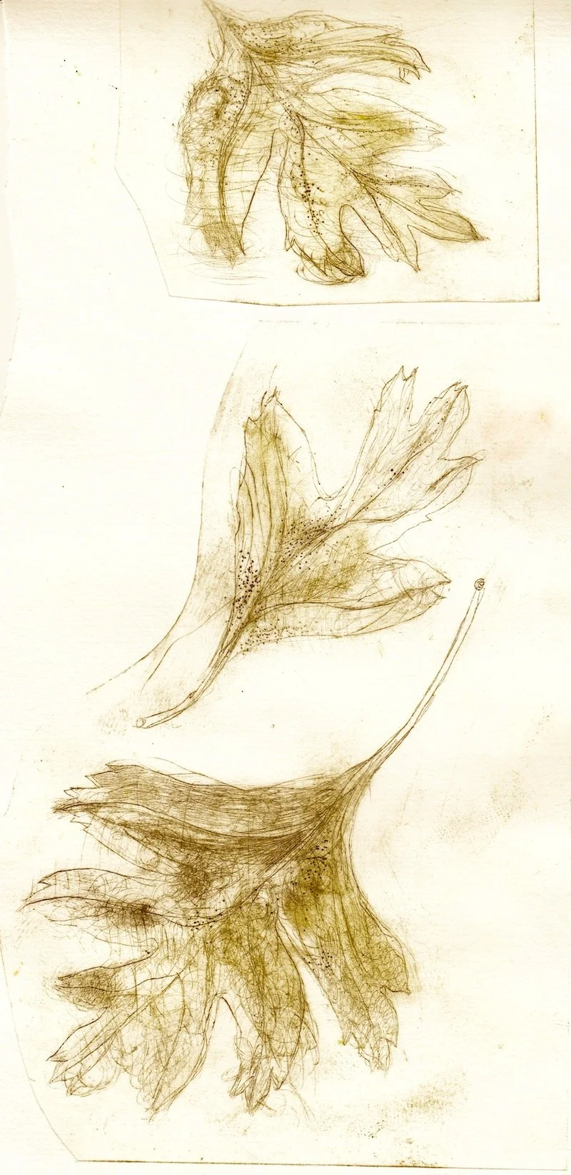 joanna hawthorn drypoints copy.jpeg
