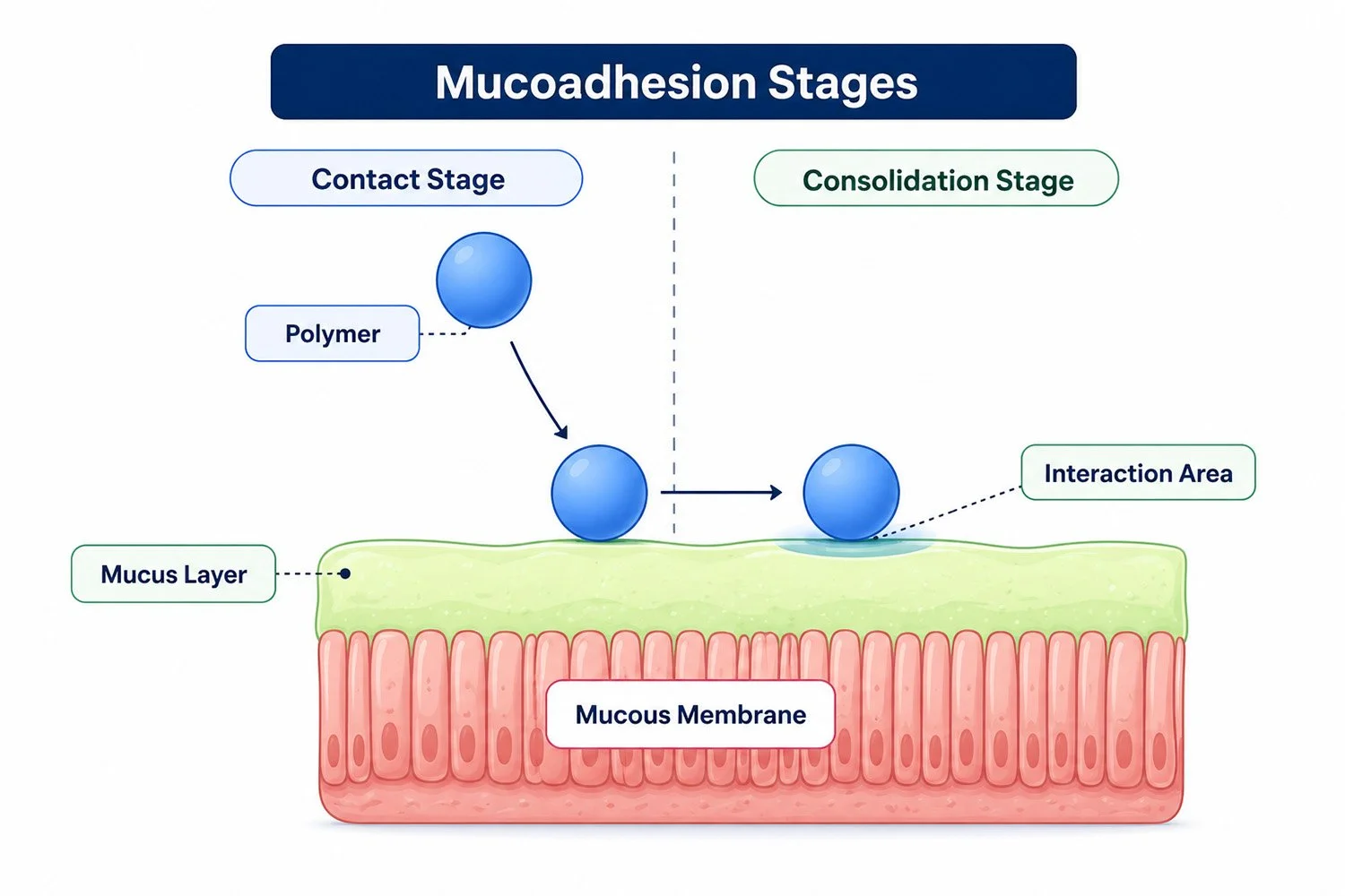 Common Challenges in Buccal Film Development