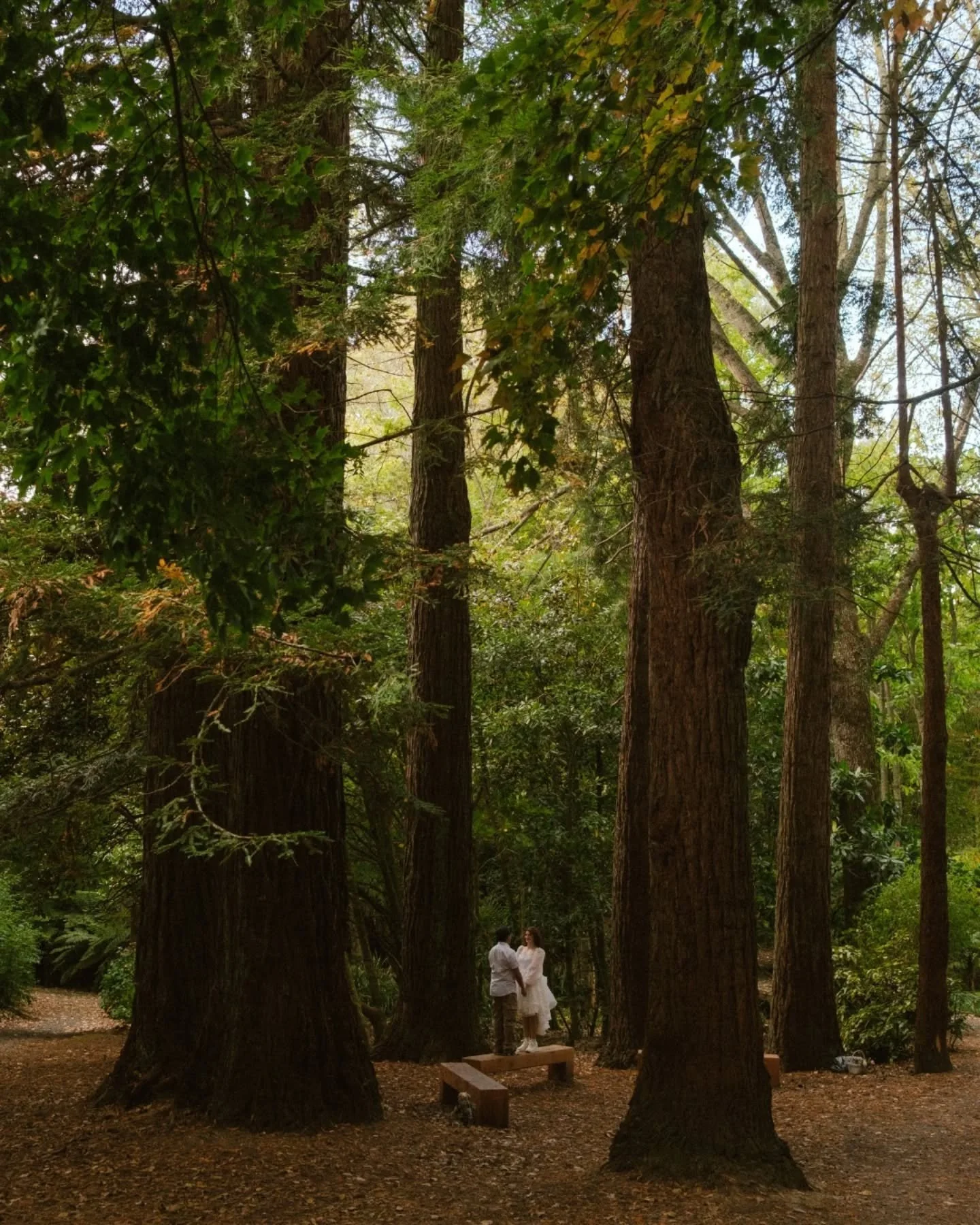in a fairytale forest with Kirsten + Antonio 🧚&zwj;♀️

can we get some commotion for the dress please??

also had a special guest crash half the shoot (last slide), they named them Alfred 

#engagementphoto #engagementphotoshoot #couplesphotography