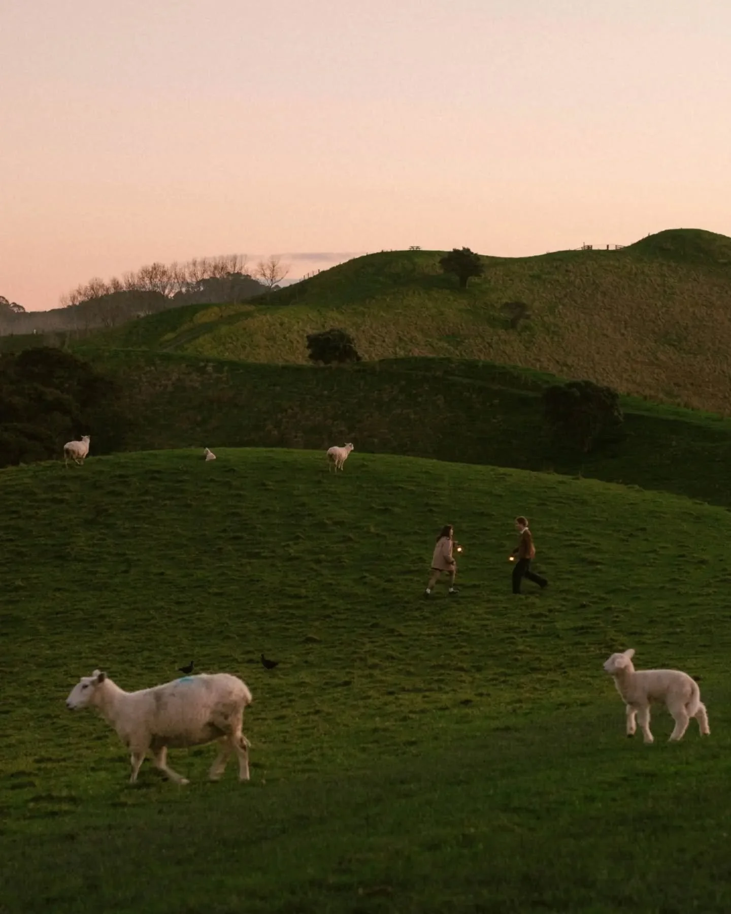 lambing season!!!! 🐑☁️🐏

the sweetest, honey soaked sunset with Rosie &amp; Peter, frolicking about with the baby sheepies and their mums all around us. aroha nui x

#couplephotography #engagementphotos #cinematicphotography