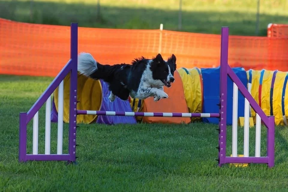 Contact — Brisbane Agility Dog Club